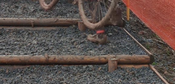 Cyclo Cross – Championnat de Bourgogne-Franche-Comté : un seul podium